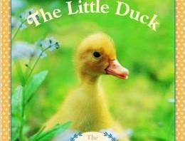 Cover of Little Duck book