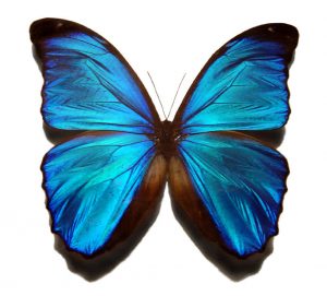 Mariposa Morfo Azul Gregory Phillips una gran Mariposa Morfo Azul de América Latina CC BY-SA 3.0